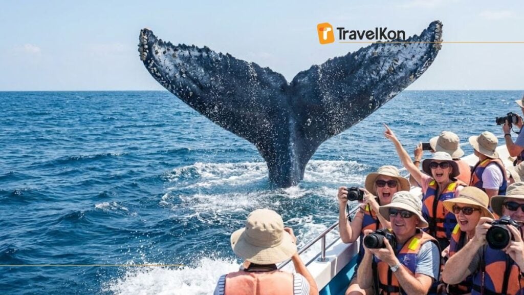 Best Season to Travel to Sri Lanka The Mirissa Whale Sighting