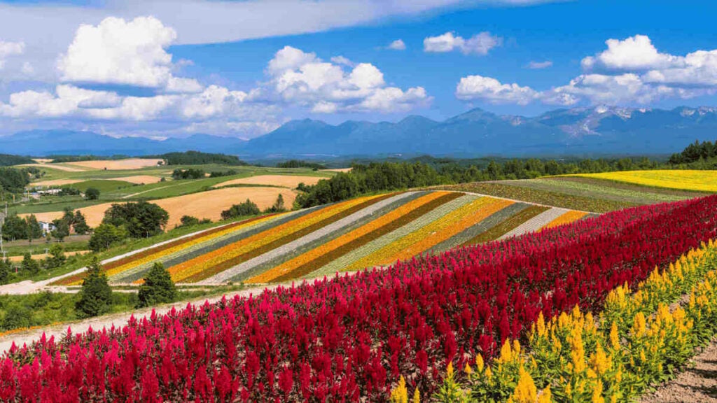 japan summer flower field hokkaido