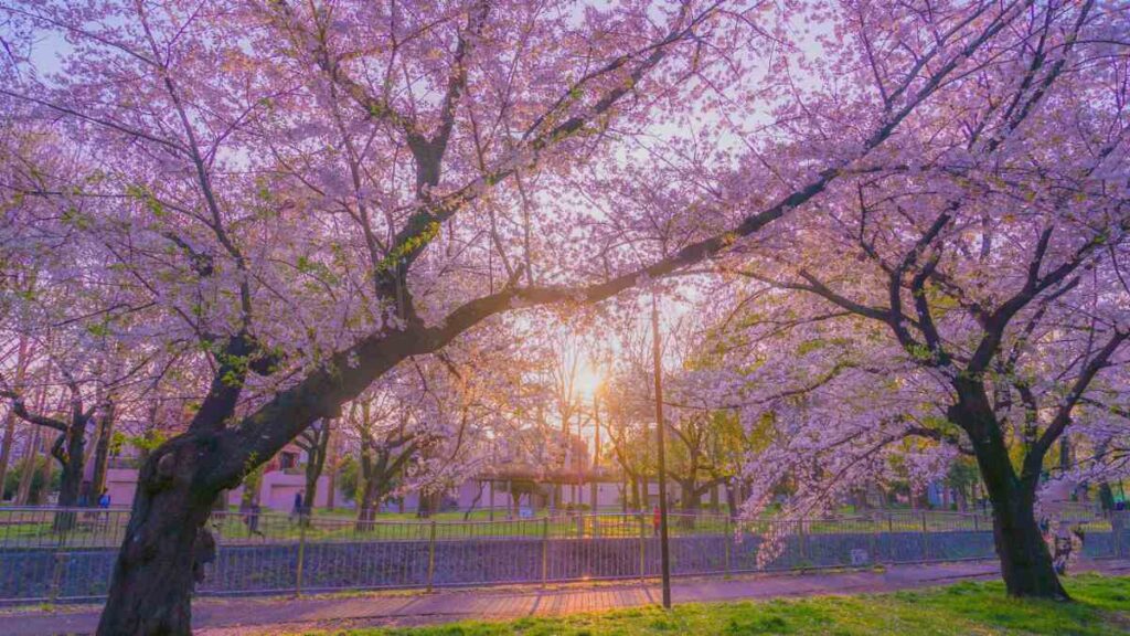 cherry blossom korea